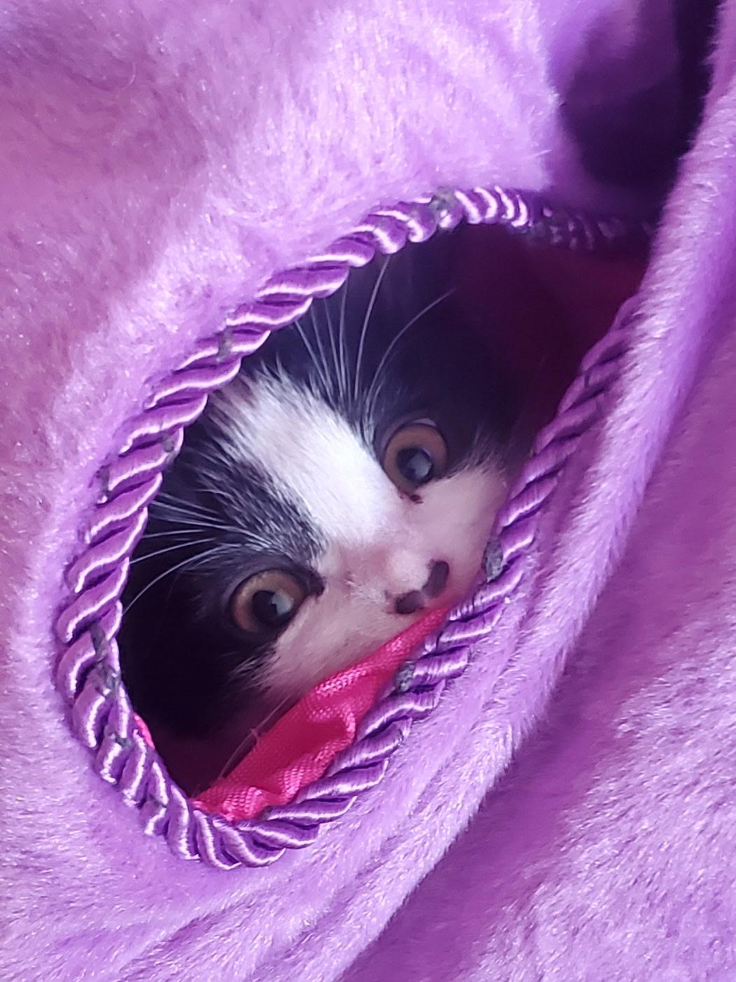Enlarge Chanel (A140410), a ADOPTABLE Tuxedo in Burbank, CA image 5/6