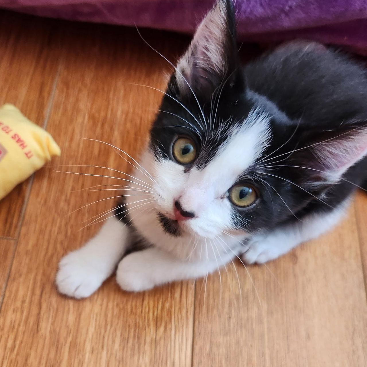 Enlarge Chanel (A140410), a ADOPTABLE Tuxedo in Burbank, CA image 3/6