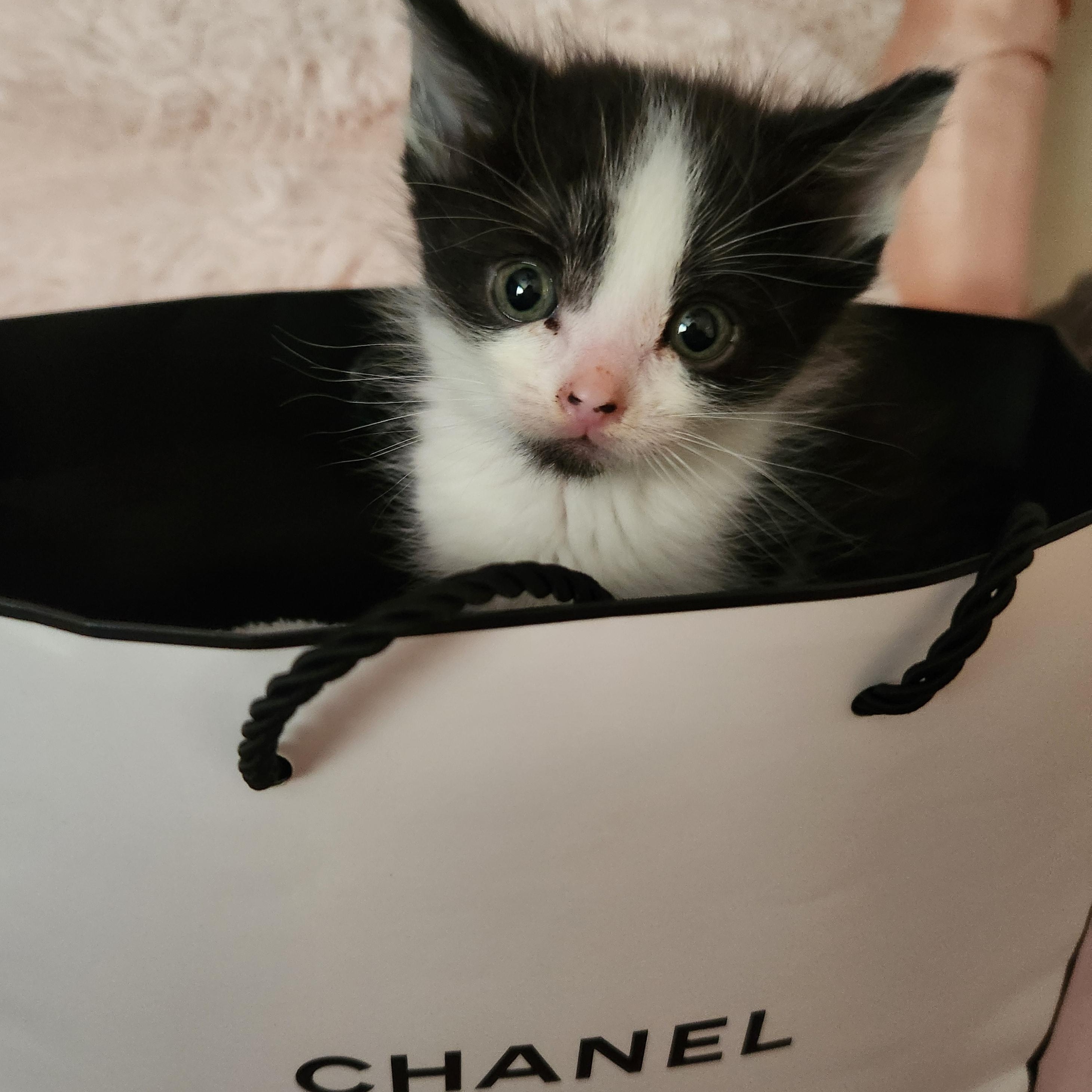 Enlarge Chanel (A140410), a ADOPTABLE Tuxedo in Burbank, CA image 6/6