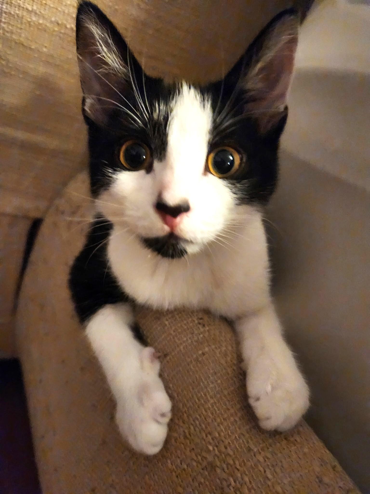 Enlarge Chanel (A140410), a ADOPTABLE Tuxedo in Burbank, CA image 2/6
