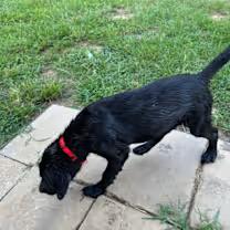 Rex 2.0, an adoptable Labradoodle, Labrador Retriever in Watertown, CT, 06795 | Photo Image 3