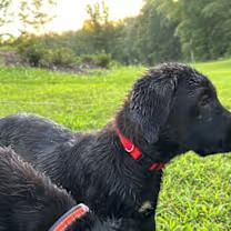Rex 2.0, an adoptable Labradoodle, Labrador Retriever in Watertown, CT, 06795 | Photo Image 4