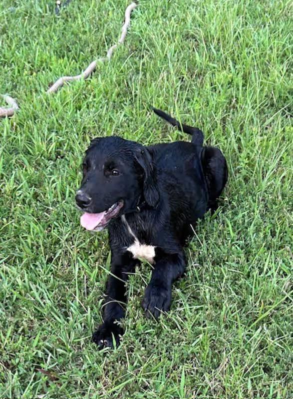 Rex 2.0, an adoptable Labradoodle, Labrador Retriever in Watertown, CT, 06795 | Photo Image 1