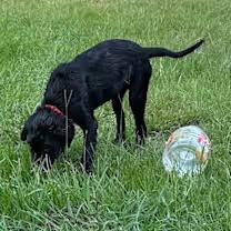 Rex 2.0, an adoptable Labradoodle, Labrador Retriever in Watertown, CT, 06795 | Photo Image 2