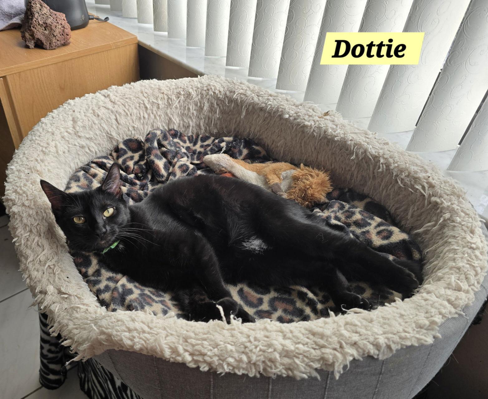 Dottie, Adoptable, Young Female Domestic Short Hair.