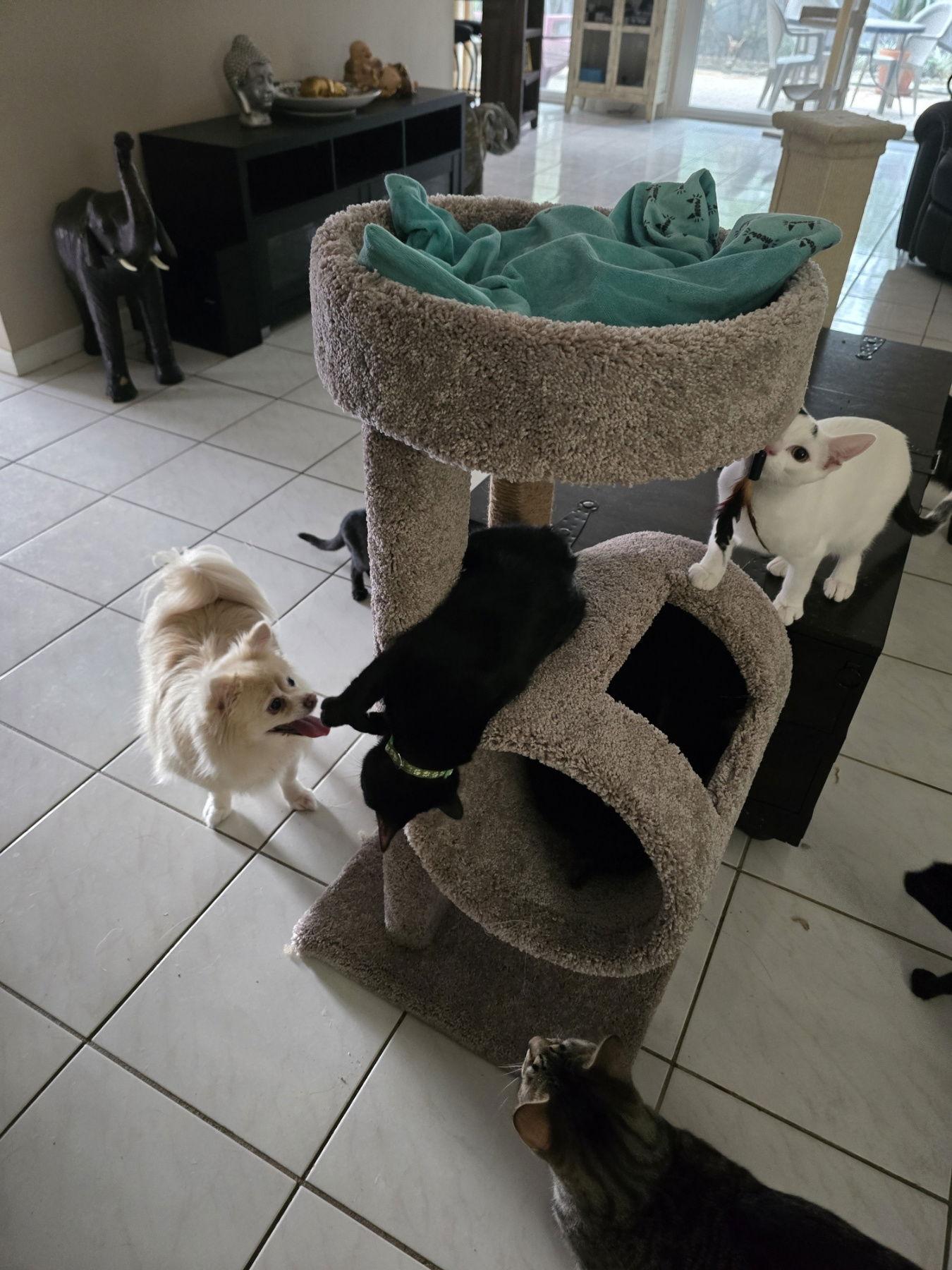 Dottie, a Adoptable Domestic Short Hair in Boynton Beach, FL image 2/3