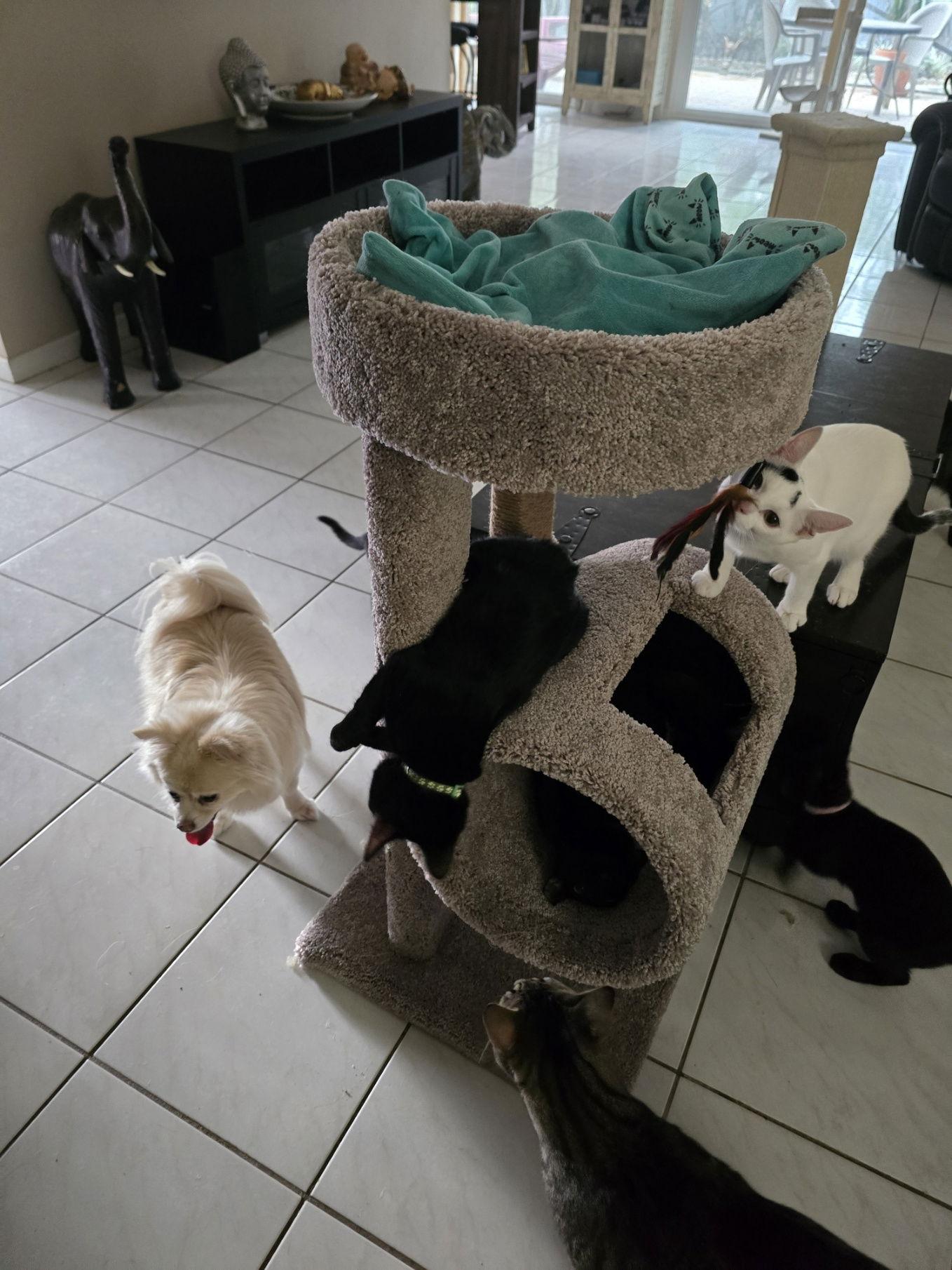 Dottie, a Adoptable Domestic Short Hair in Boynton Beach, FL image 3/3