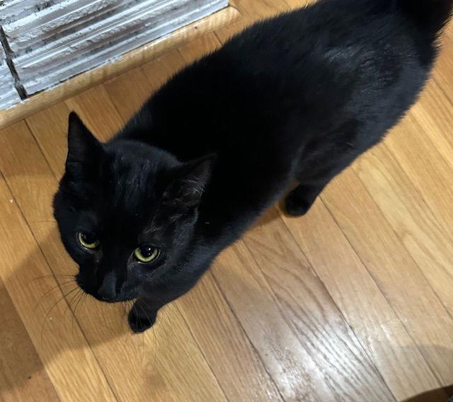 Enlarge Dotz, a Adoptable Domestic Short Hair in North Wilkesboro, NC image 1/3