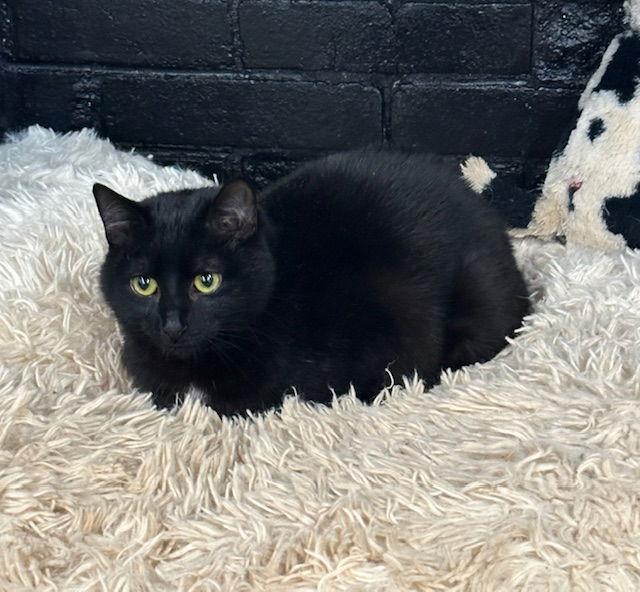 Enlarge Dotz, a Adoptable Domestic Short Hair in North Wilkesboro, NC image 2/3