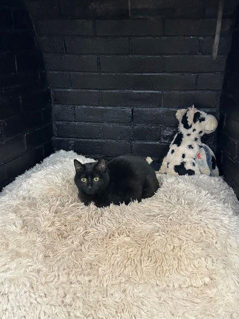 Enlarge Dotz, a Adoptable Domestic Short Hair in North Wilkesboro, NC image 3/3