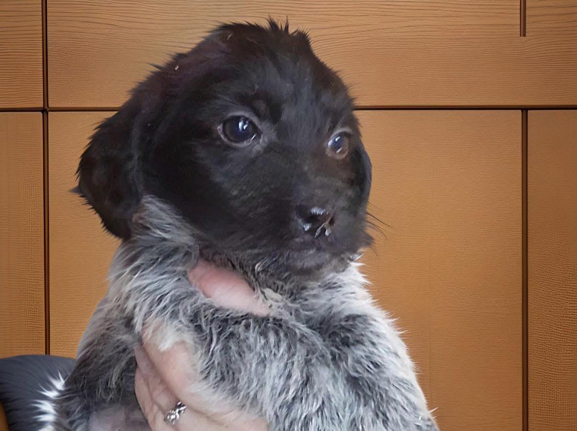 Stevie, ADOPTABLE, Puppy Male Poodle & Wirehaired Terrier.