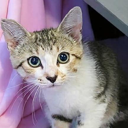 LORIBELLE, adopted, Kitten Female Domestic Short Hair.
