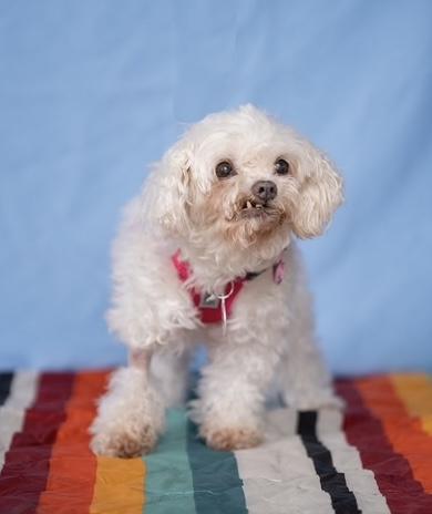 Francie, Adopted, Senior Female Miniature Poodle.