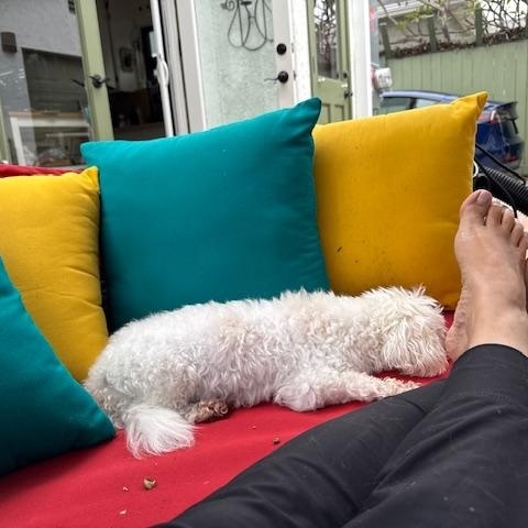 Francie, a Adopted mixed breed in Rancho Palos Verdes, CA image 6/6