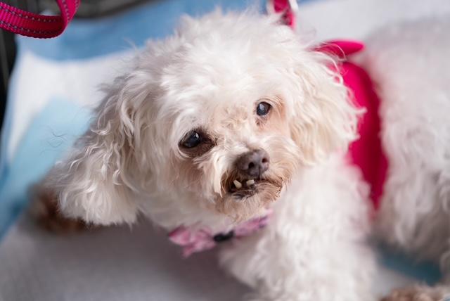 Francie, a Adopted mixed breed in Rancho Palos Verdes, CA image 2/6