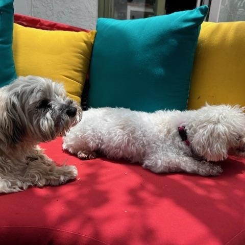 Francie, a Adopted mixed breed in Rancho Palos Verdes, CA image 4/6