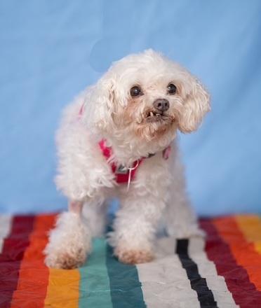 Francie, a Adopted mixed breed in Rancho Palos Verdes, CA image 3/6