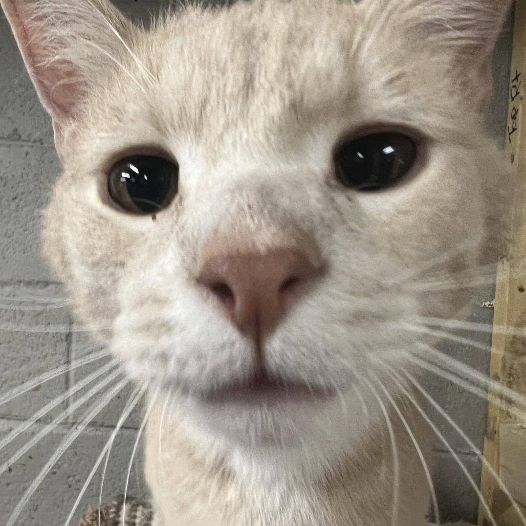 Enlarge Charming, a Adoptable Domestic Short Hair in Pittsburgh, PA image 1/3