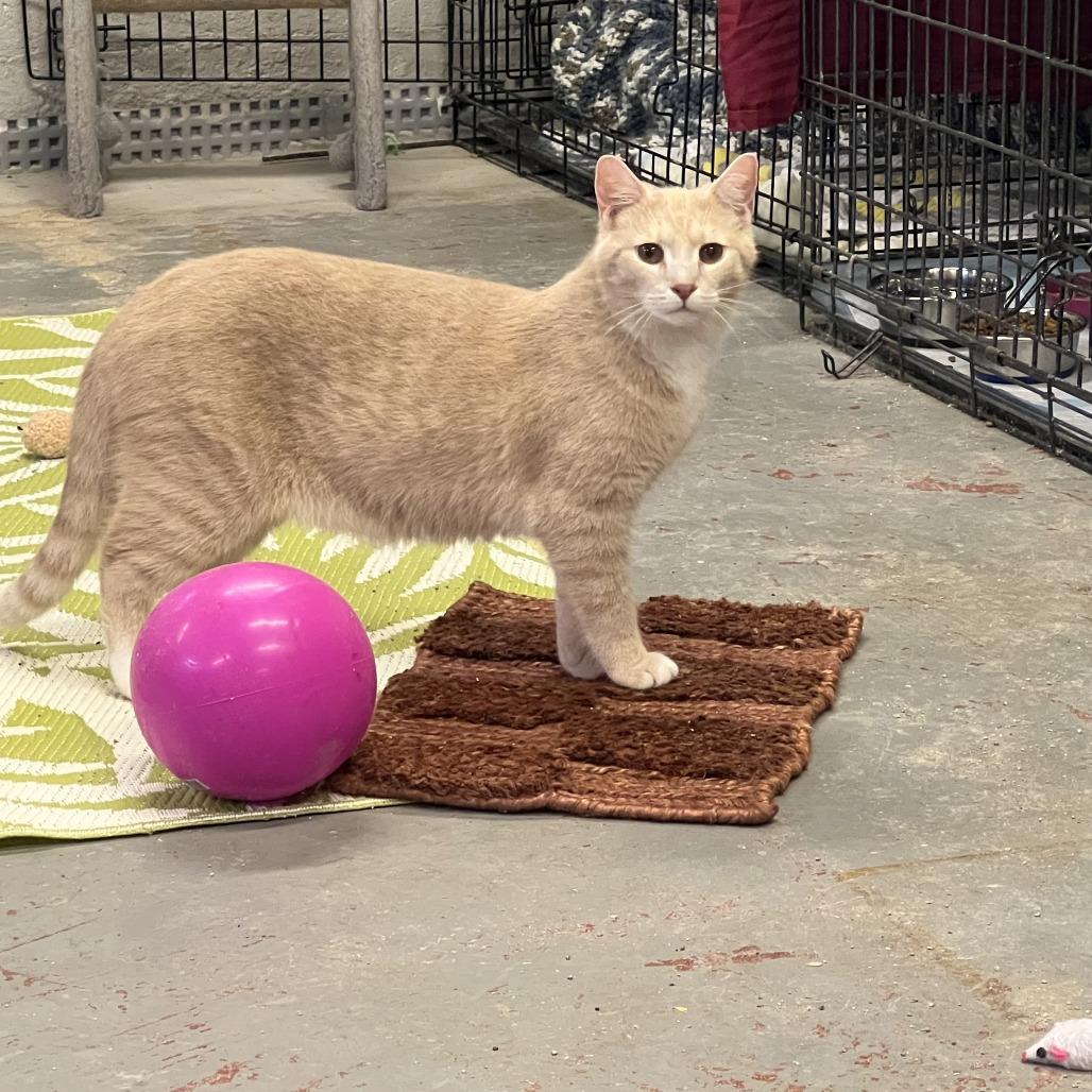 Enlarge Charming, a Adoptable Domestic Short Hair in Pittsburgh, PA image 2/3