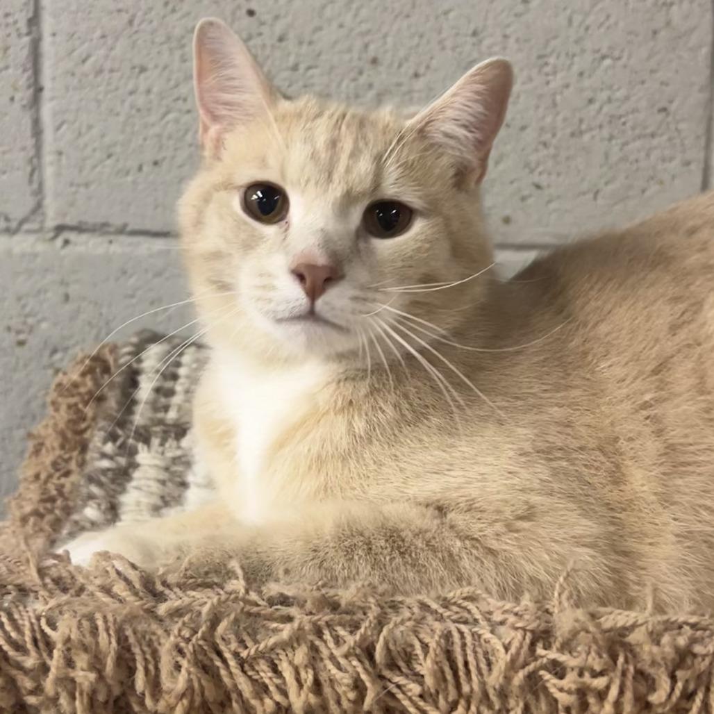 Enlarge Charming, a Adoptable Domestic Short Hair in Pittsburgh, PA image 3/3