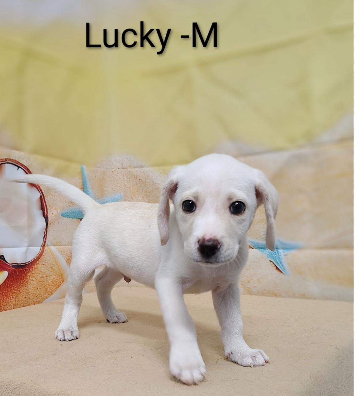 Lucky