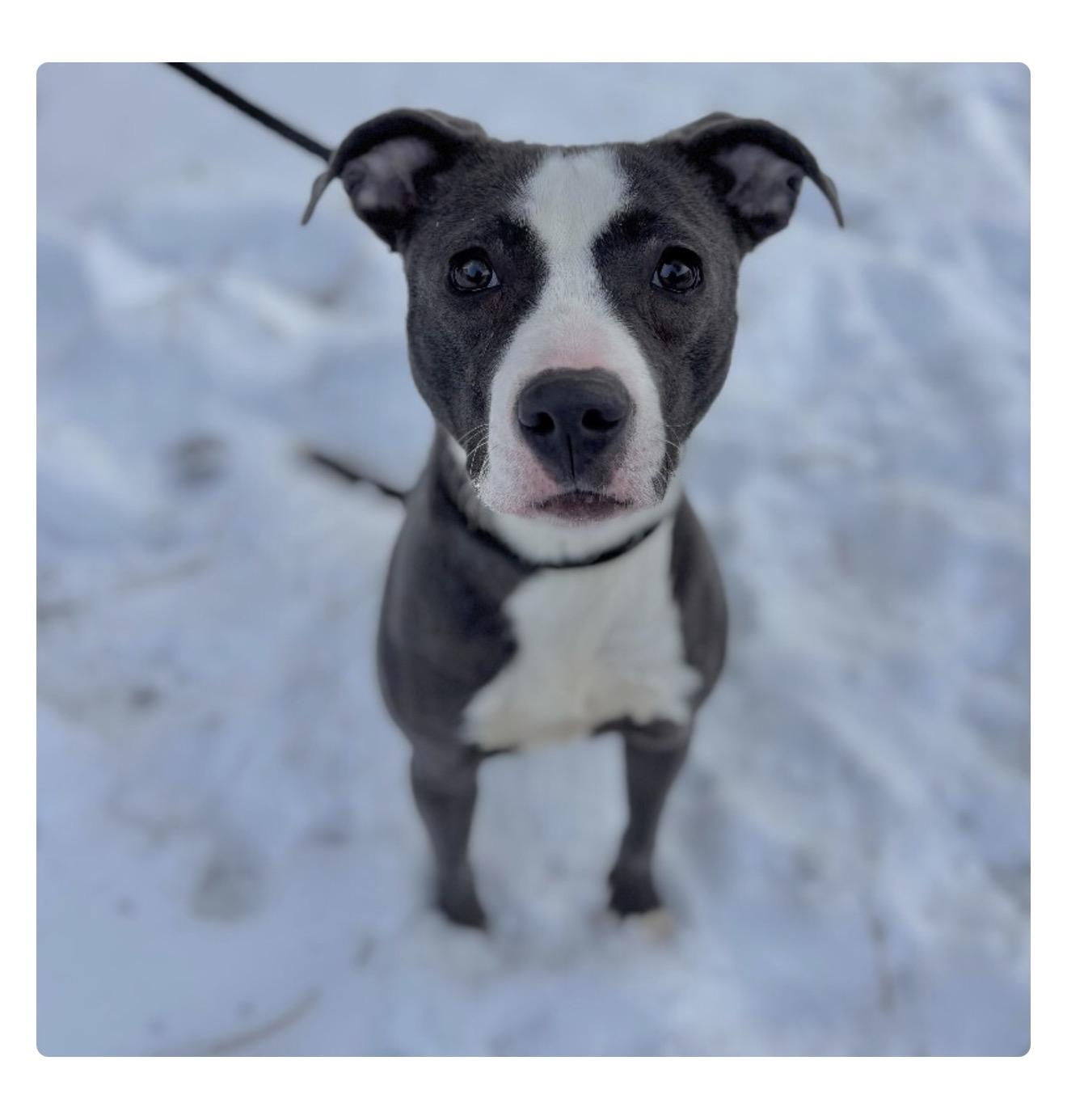 Enlarge Nyra, a Adopted mixed breed in Minneapolis, MN image 2/5