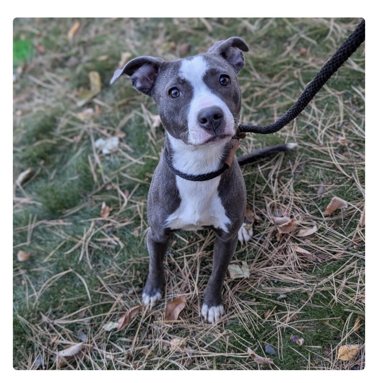 Enlarge Nyra, a Adopted mixed breed in Minneapolis, MN image 5/5