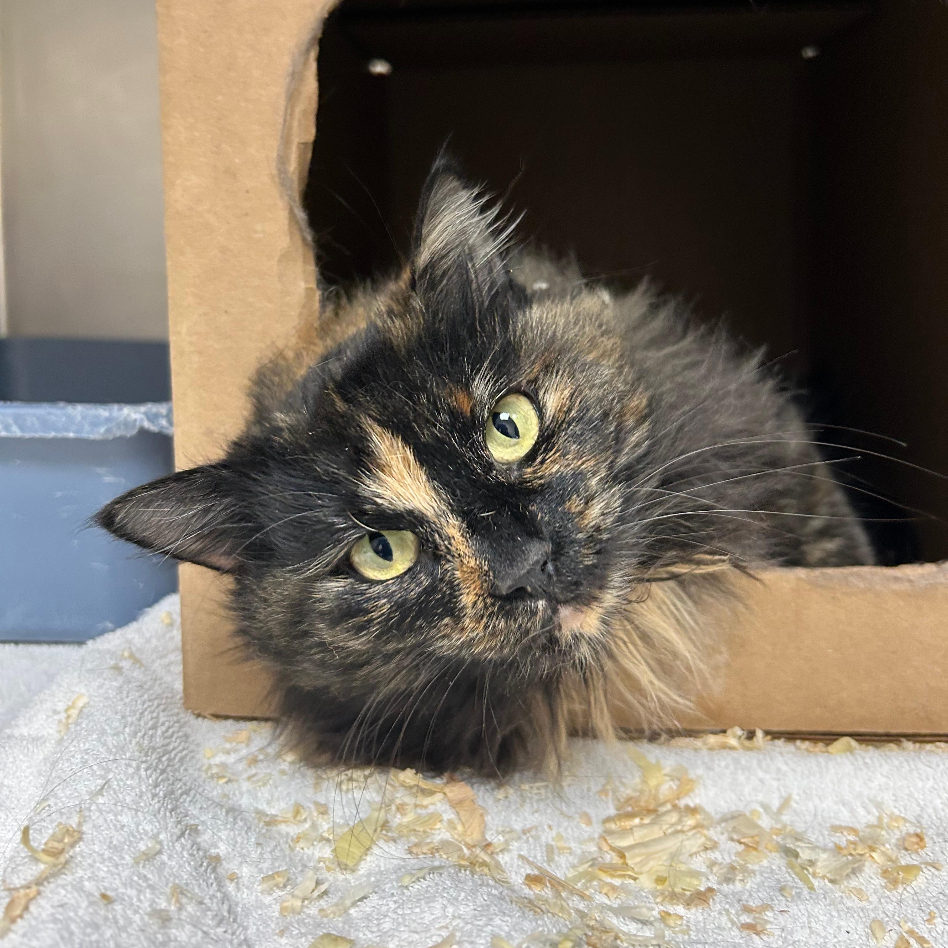 Enlarge Rowena, a Adoptable Domestic Long Hair in Lindon, UT image 1/1