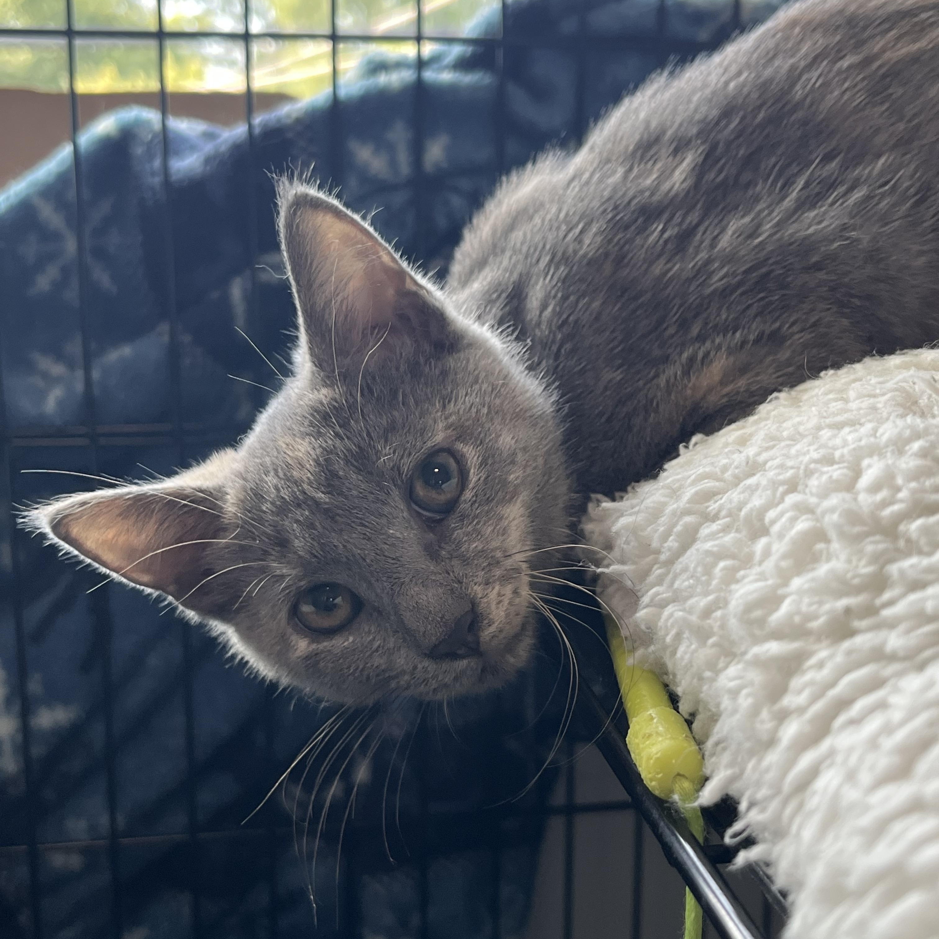 Enlarge Lavender, a ADOPTABLE Domestic Short Hair in Elkton, MD image 2/2
