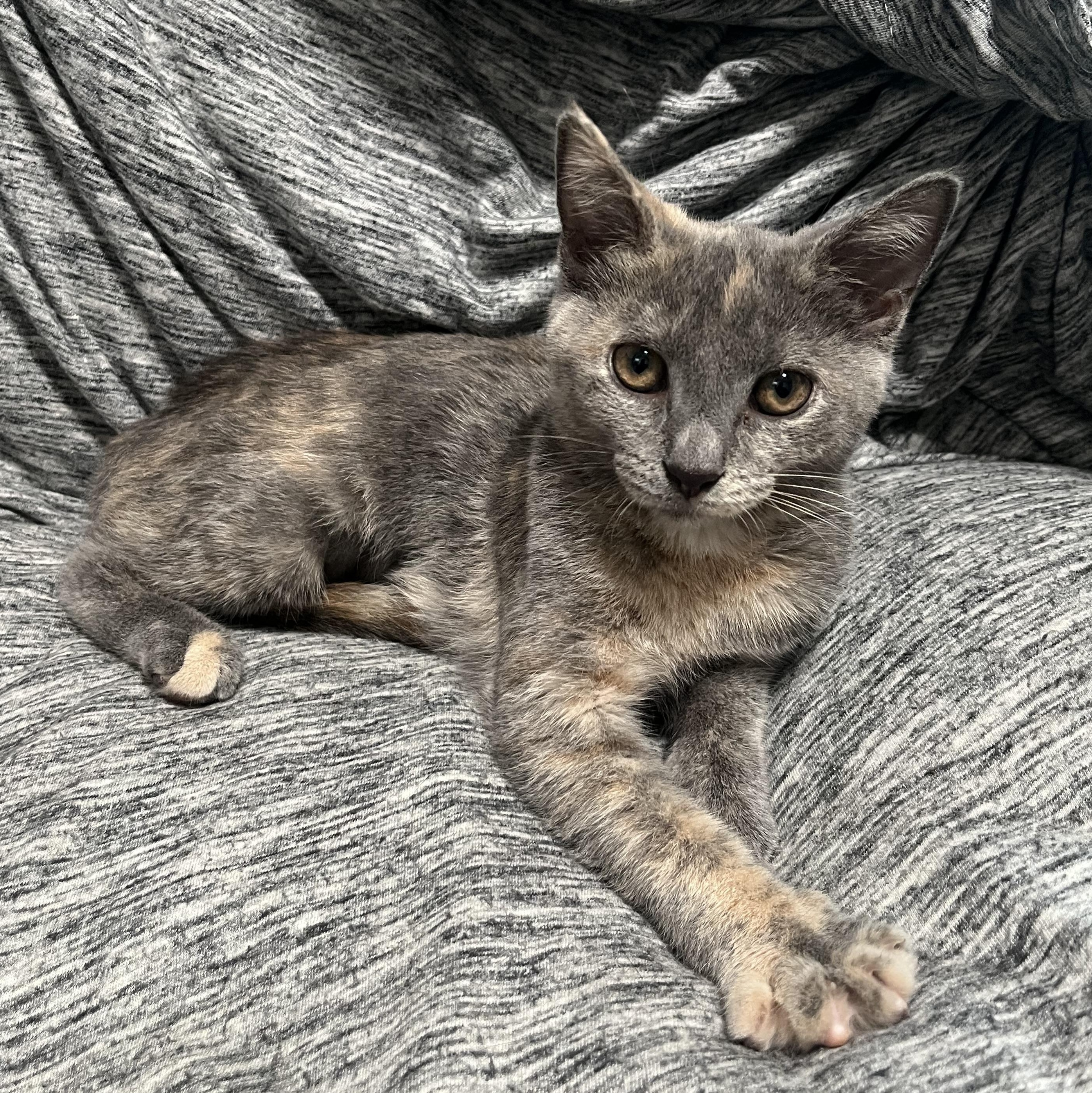 Enlarge Lavender, a ADOPTABLE Domestic Short Hair in Elkton, MD image 1/2