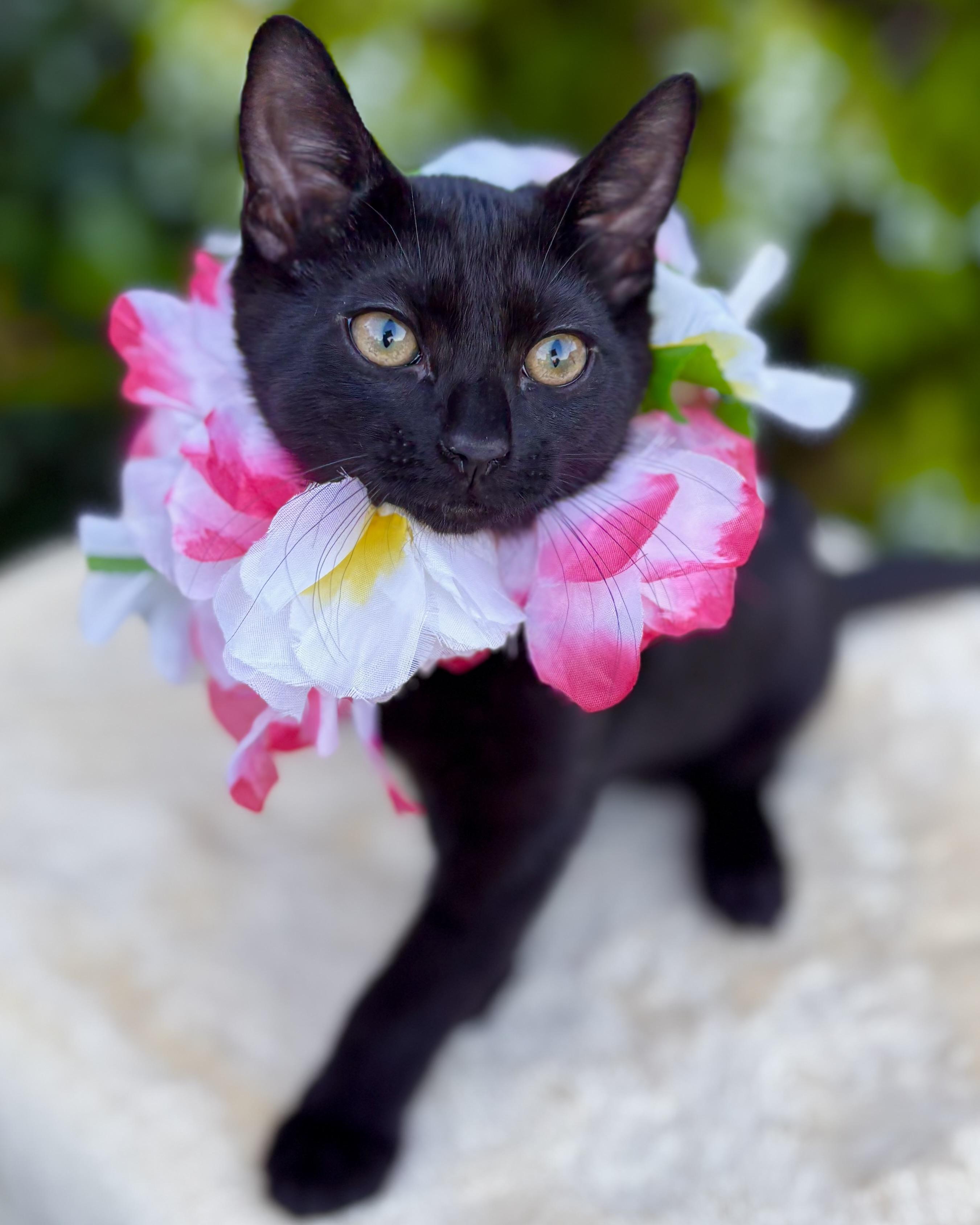 Shelby, a Adoptable Domestic Short Hair in Tracy, CA image 1/6