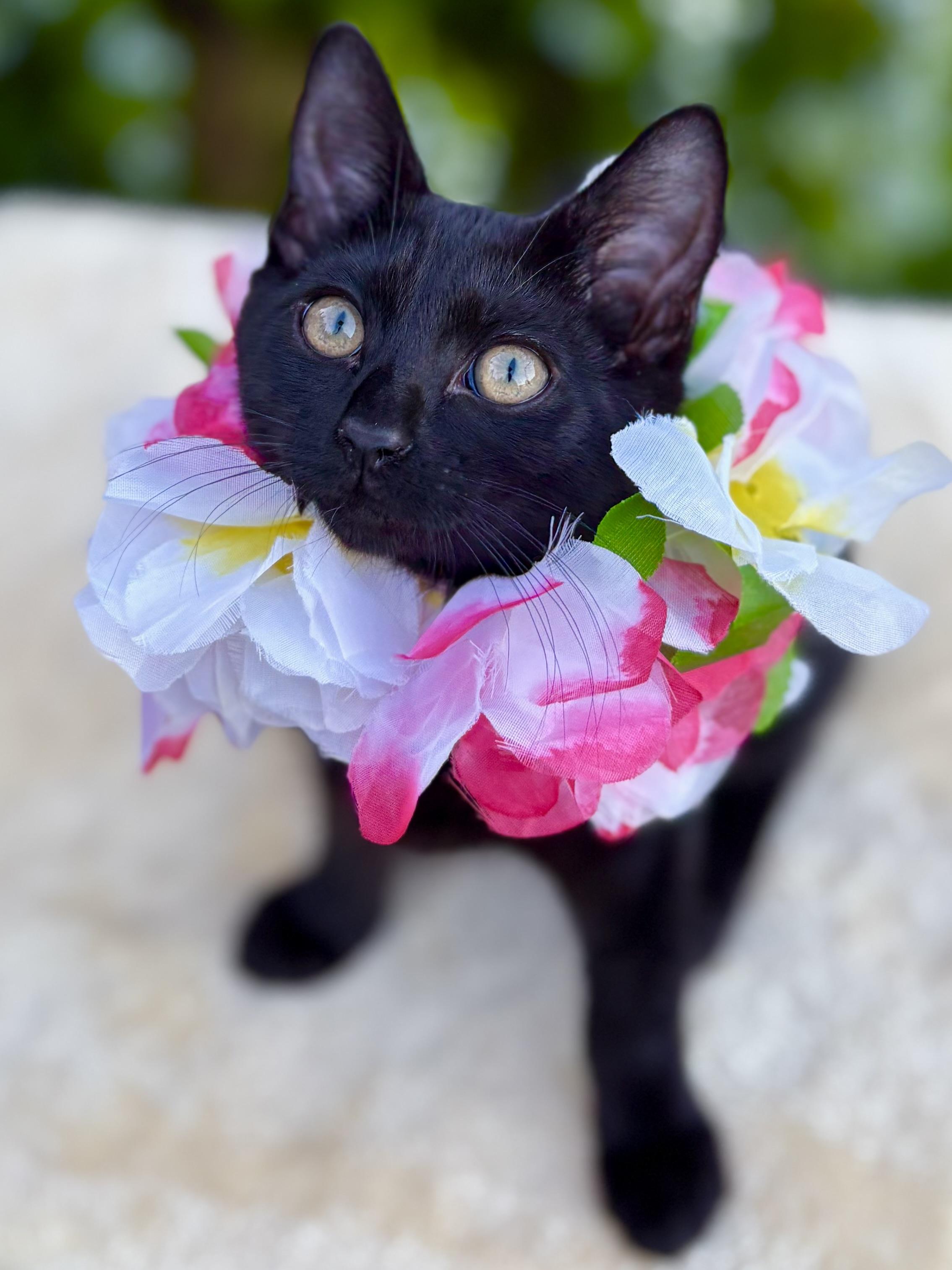 Shelby, a Adoptable Domestic Short Hair in Tracy, CA image 2/6