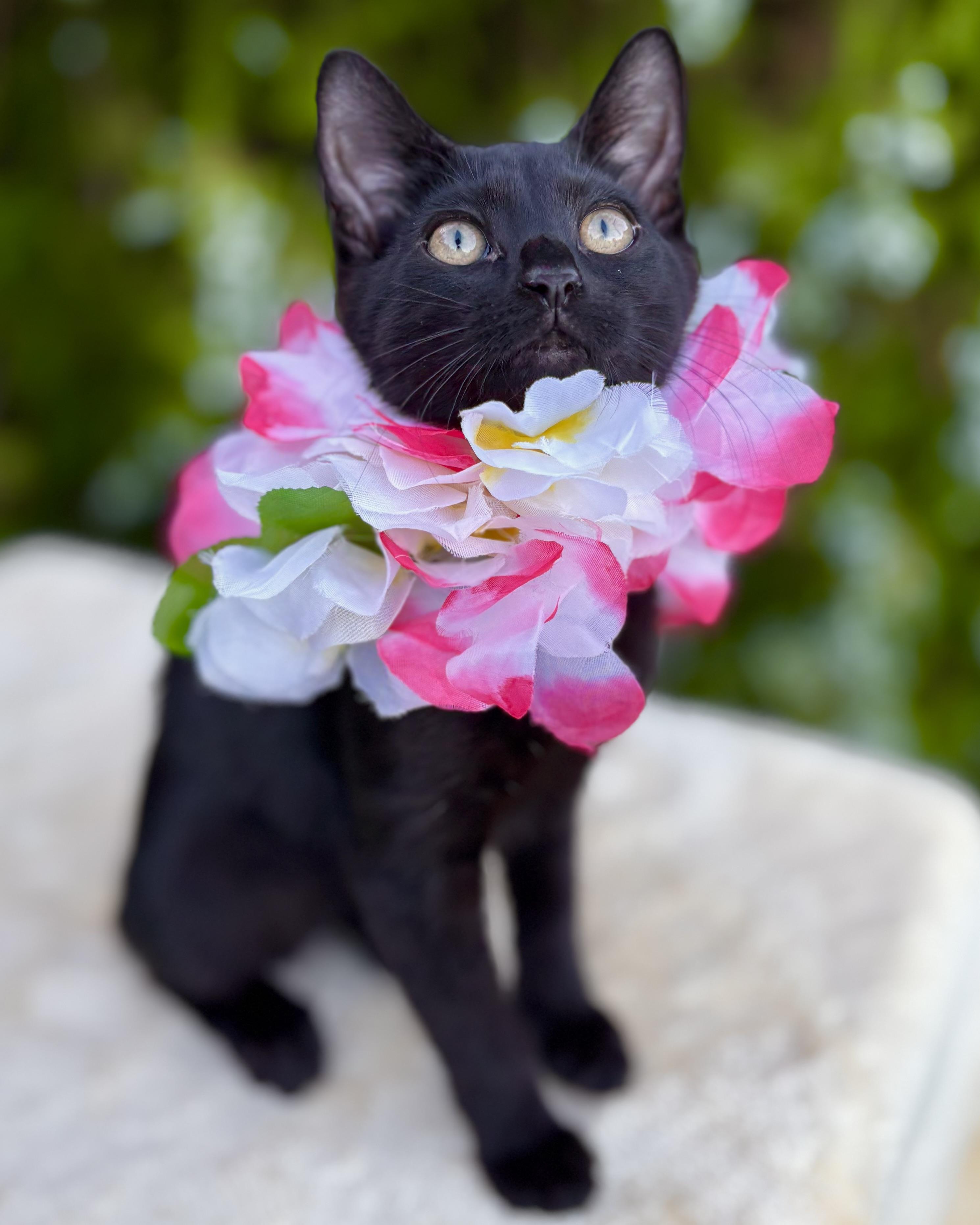 Shelby, a Adoptable Domestic Short Hair in Tracy, CA image 3/6