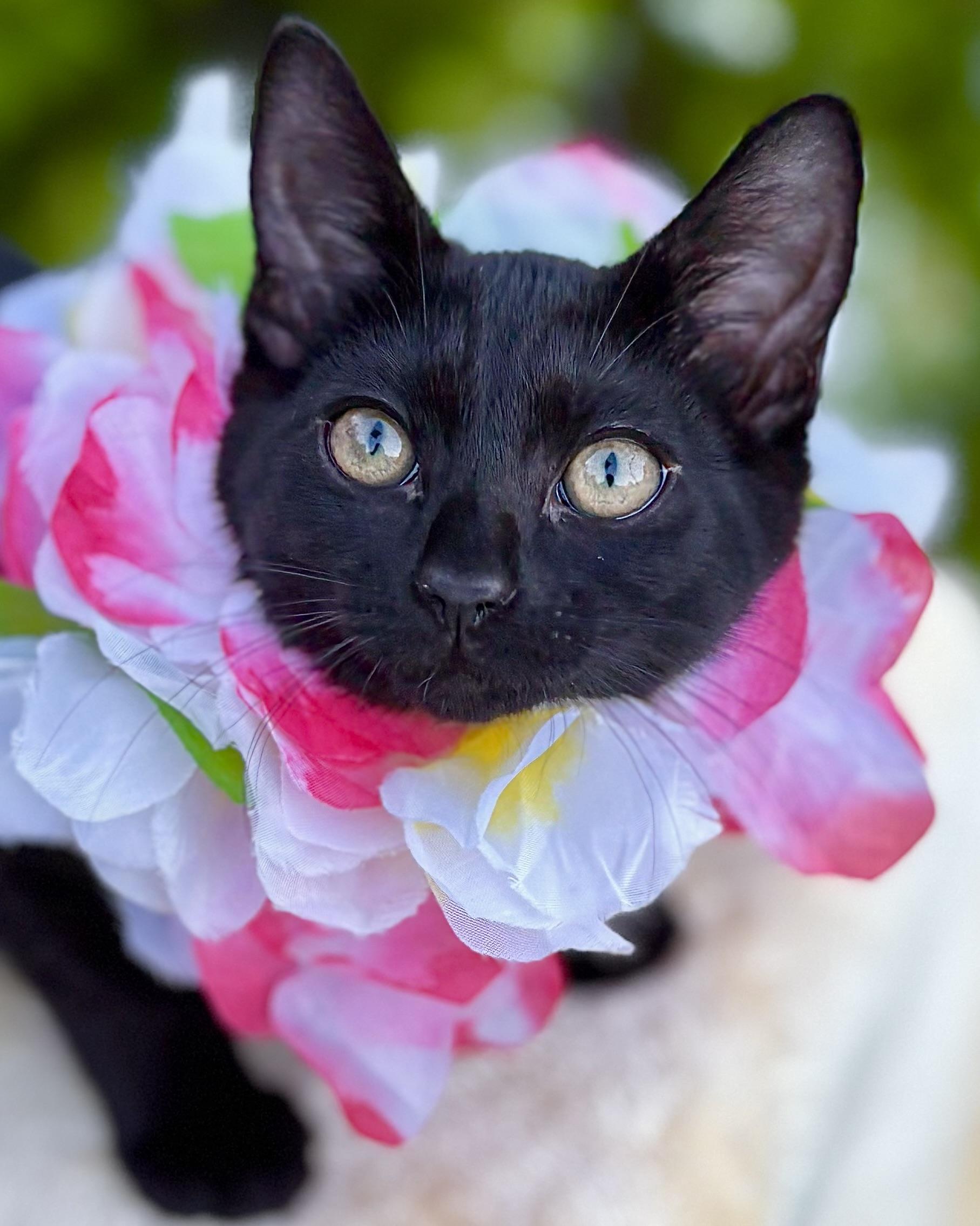 Shelby, a Adoptable Domestic Short Hair in Tracy, CA image 4/6