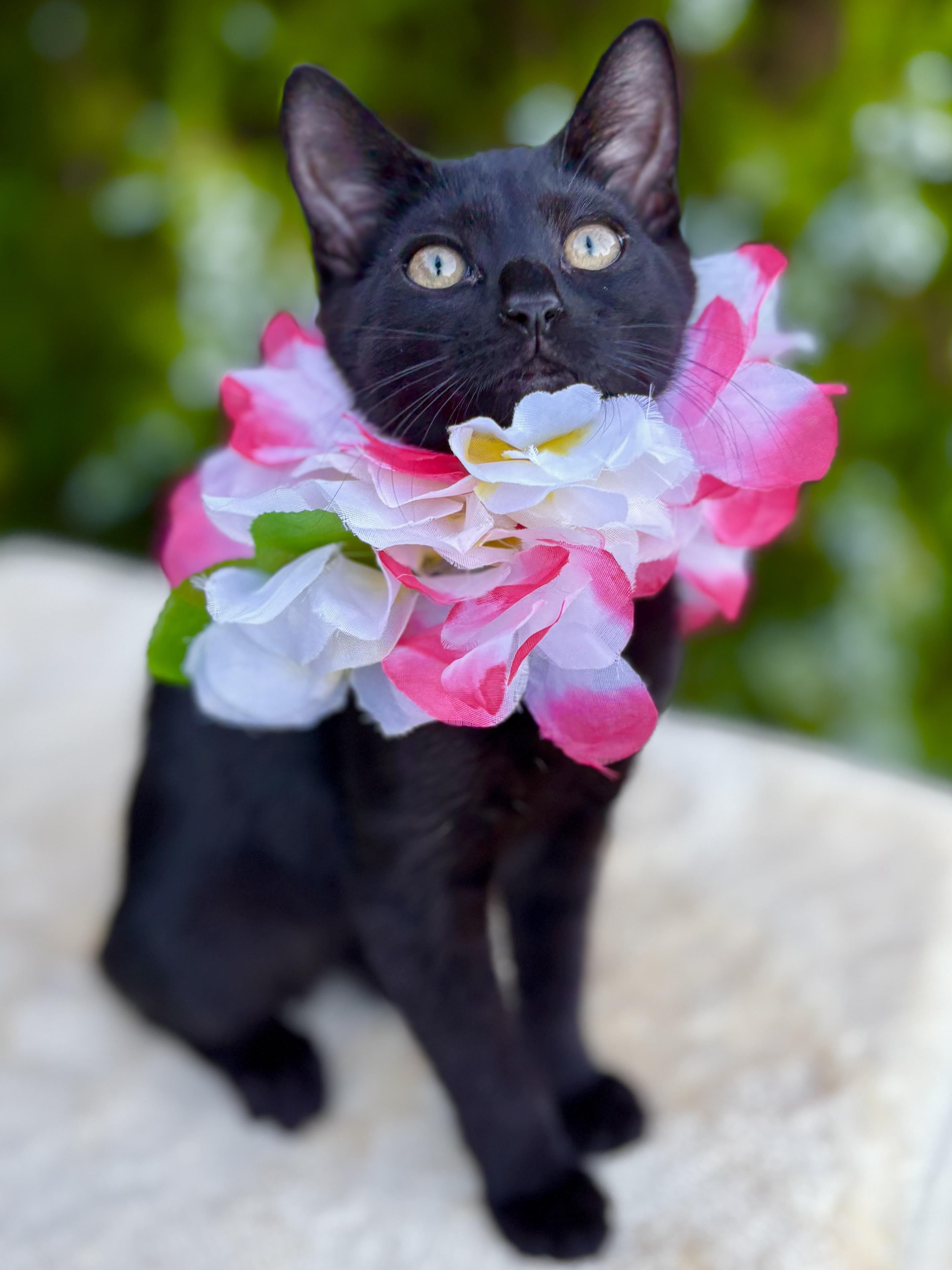 Shelby, a Adoptable Domestic Short Hair in Tracy, CA image 5/6