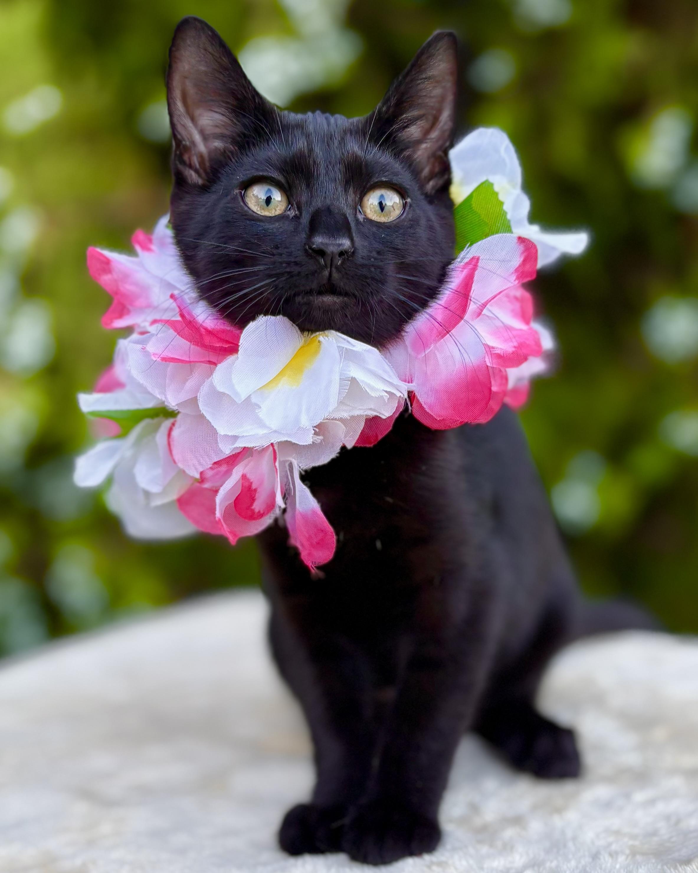 Shelby, a Adoptable Domestic Short Hair in Tracy, CA image 6/6