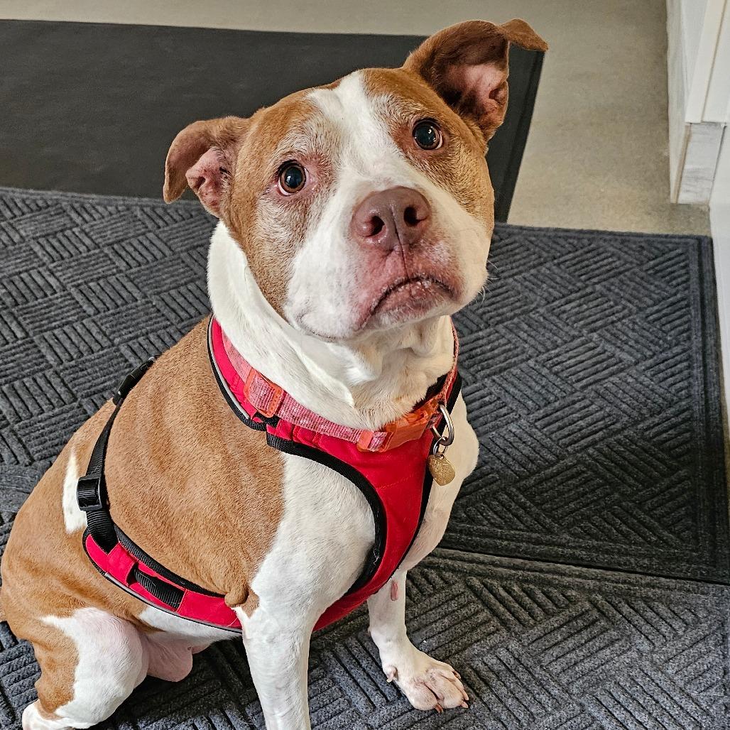 Enlarge Amber, a Adoptable Pit Bull Terrier in Concord, NH image 1/3