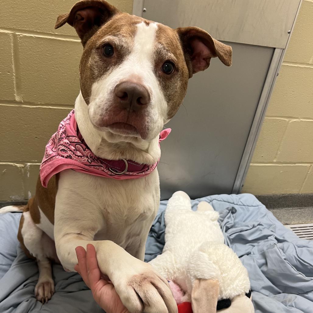 Enlarge Amber, a Adoptable Pit Bull Terrier in Concord, NH image 2/3