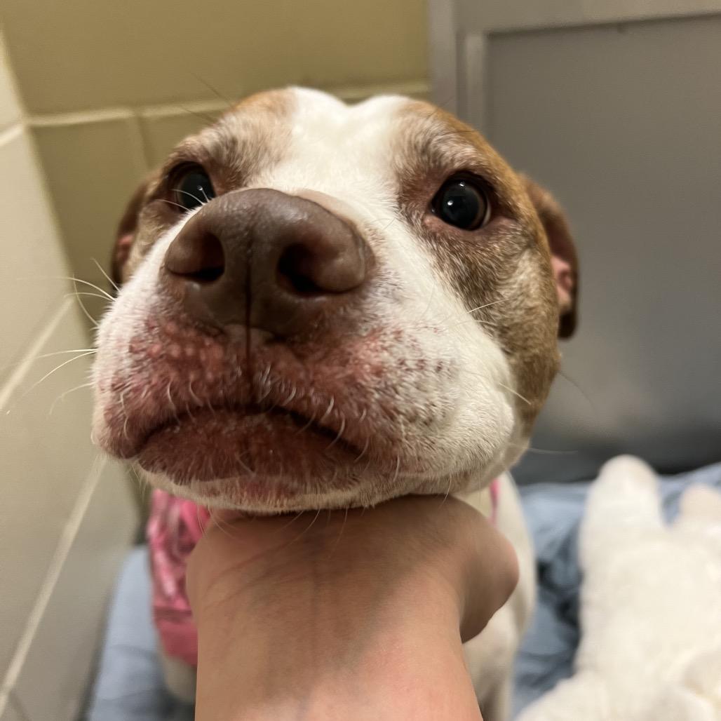Enlarge Amber, a Adoptable Pit Bull Terrier in Concord, NH image 3/3