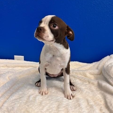 Enlarge Maggie Magoo, an adopted mixed breed in Tyler, TX image 3/5