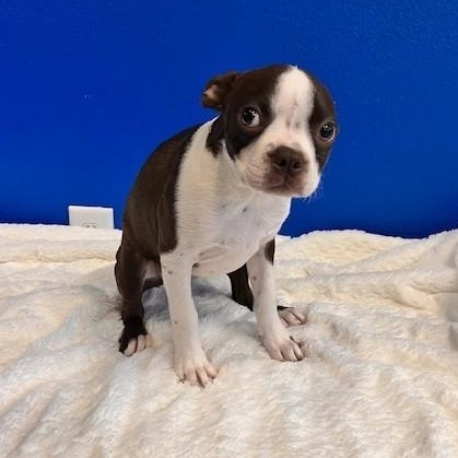Enlarge Maggie Magoo, an adopted mixed breed in Tyler, TX image 2/5