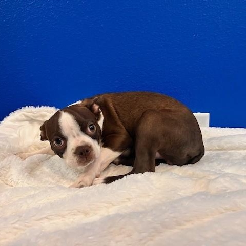 Enlarge Maggie Magoo, an adopted mixed breed in Tyler, TX image 5/5