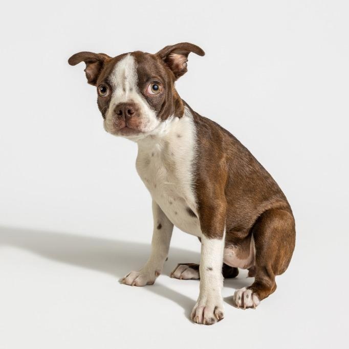 Enlarge Maggie Magoo, an adopted mixed breed in Tyler, TX image 1/5