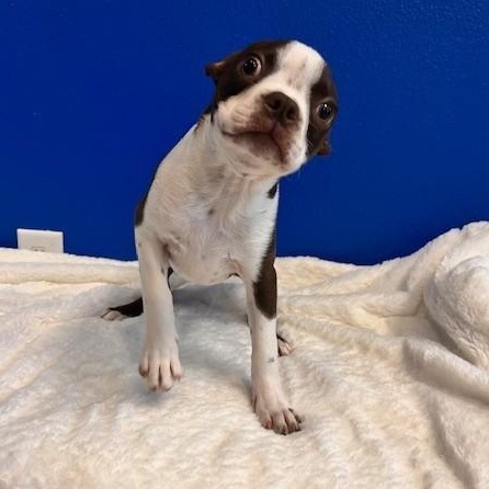 Enlarge Maggie Magoo, an adopted mixed breed in Tyler, TX image 4/5
