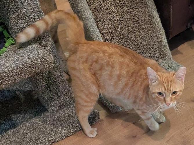 Enlarge JUICE - SWEET SNUGGLY BOY, a ADOPTABLE mixed breed in Plano, TX image 5/6
