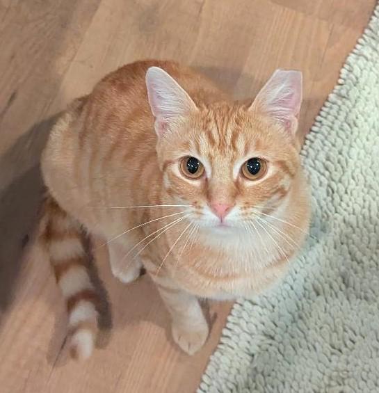 Enlarge JUICE - SWEET SNUGGLY BOY, a ADOPTABLE mixed breed in Plano, TX image 3/6