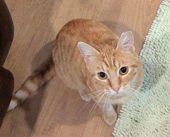 Enlarge JUICE - SWEET SNUGGLY BOY, a ADOPTABLE mixed breed in Plano, TX image 4/6