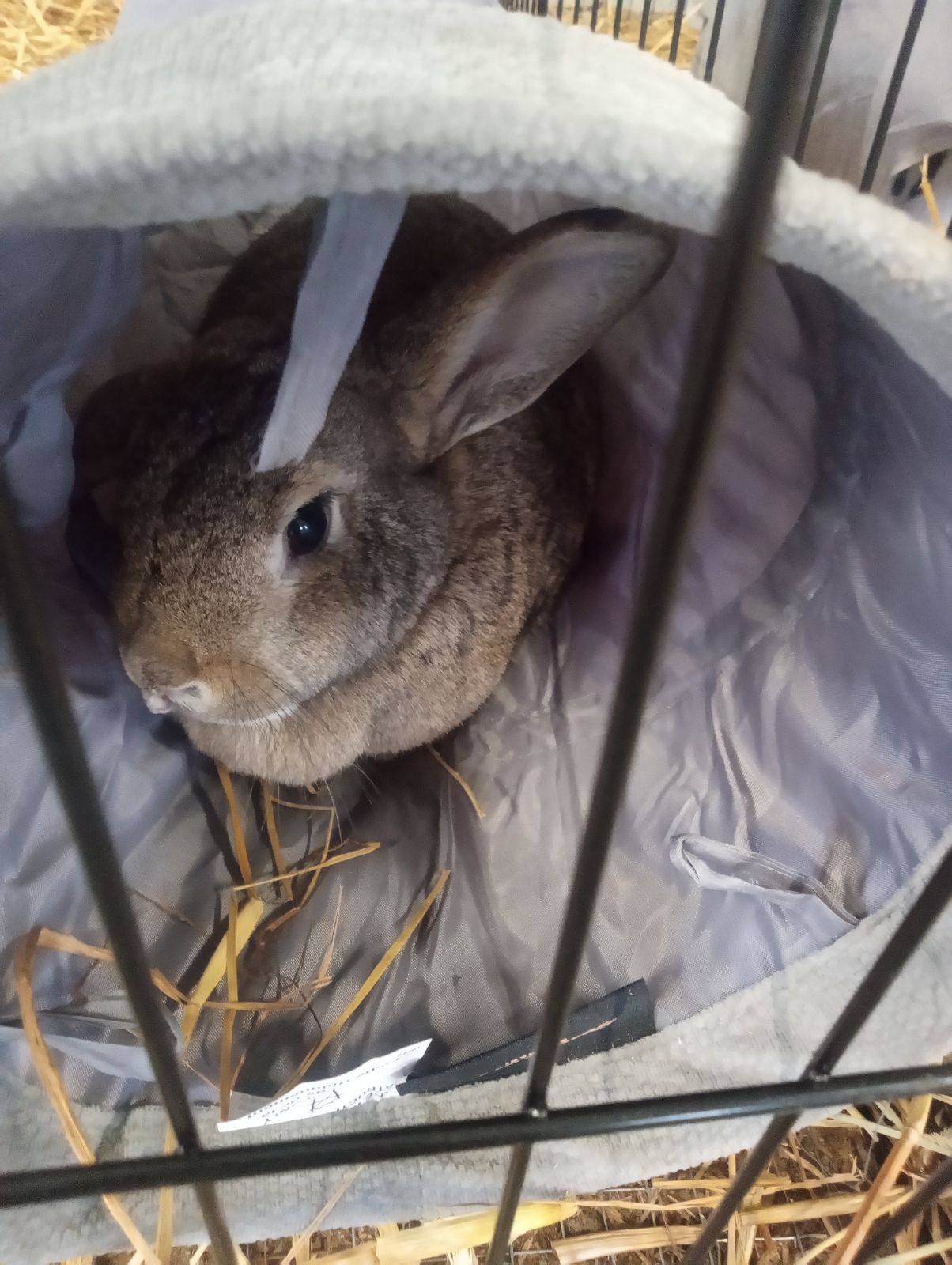 Ms. Harriet, Adoptable, Adult Female American.
