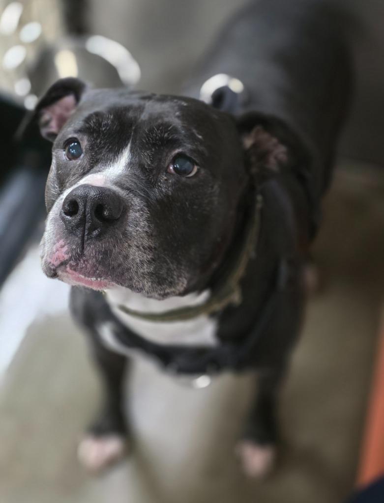 Pepper Jack, Adoptable, Adult Male Staffordshire Bull Terrier & Affenpinscher.