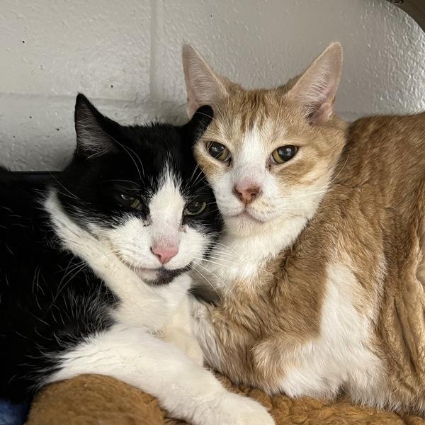 Chiney - Bonded W/ Standley, a Adoptable mixed breed in Silverdale, WA image 2/2